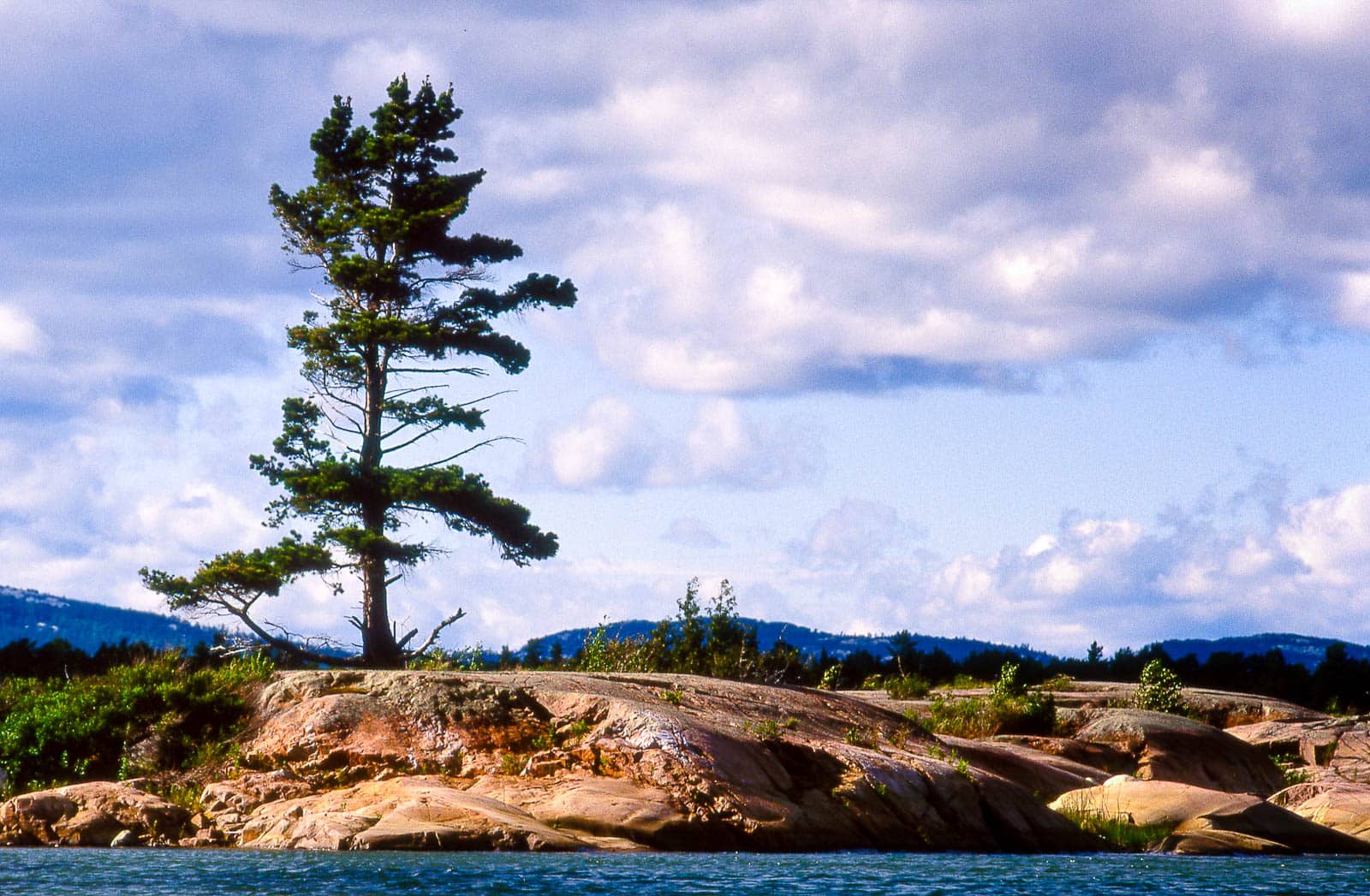 Georgian Bay Pine